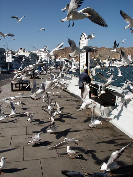 Seagulls, Mutrah Corniche
