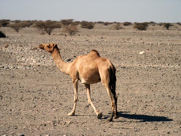 Another wild camel, Oman