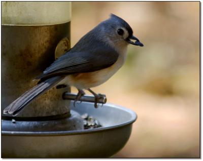 Tufted-Tit-Mouse