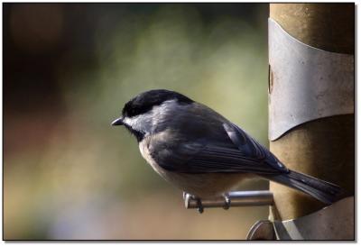Black Capped Chicadee
