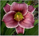 Little Missy, daylily