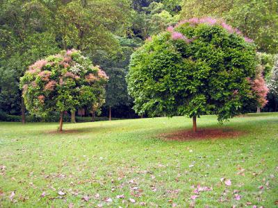 Singapore is full of greenery. Any direction you look, there's a tree.