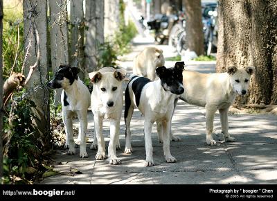 ¥x¤¤¥«¤C¡B¤K´Á­«¹º°Ï¬y®öª¯(Part One) / Stray Dogs in the 7th and 8th Development District of Taichung City(Part One)