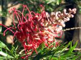 Grevillea