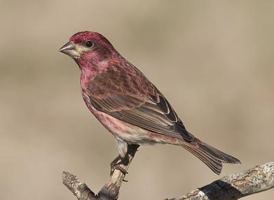 Purple Finch 2.jpg