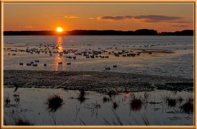 Water Fowl Sanctuary - Chincoteague Island