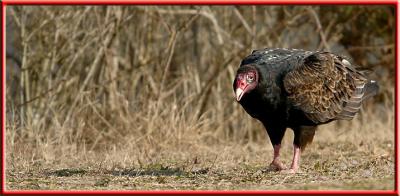 Turkey Vulture - Chincoteague Island