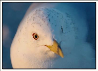 Common Gull - Chincoteague Island