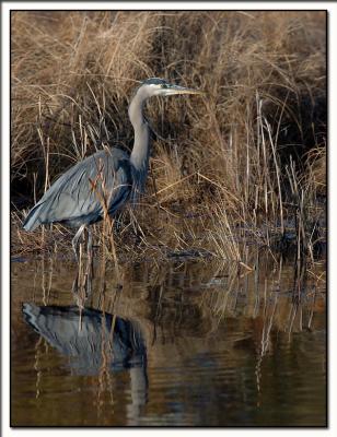 Great Blue Heron - Chincoteague Island