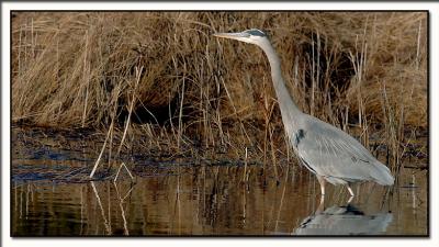 Great Blue Heron - Chincoteague Island II