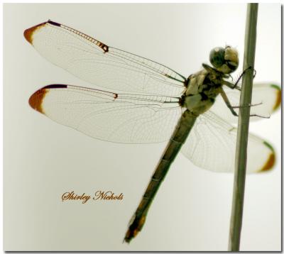 Friendly dragonfly