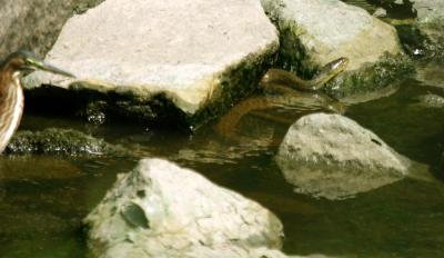 Green heron-water moscasion.jpg