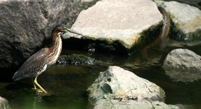 green heron-water moscasion-2.jpg