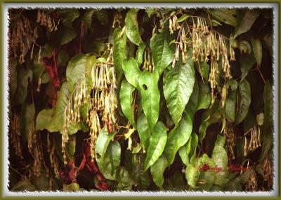 Seed pods prepare for fall berries.jpg