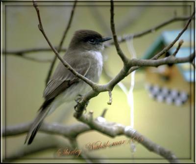 Eastern Phoebe