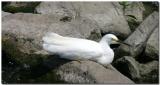 Snowny egret resting.jpg