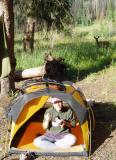 2004 Martina at camp in Colorado watched by deer