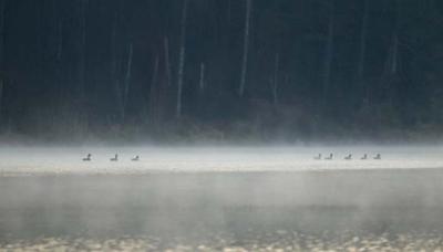 Pond Mist and Geese.jpg