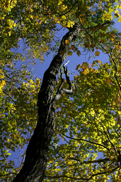 Autumn Tree.jpg