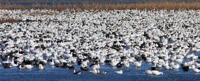 Snow Goose Covered