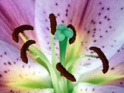 stargazer lily