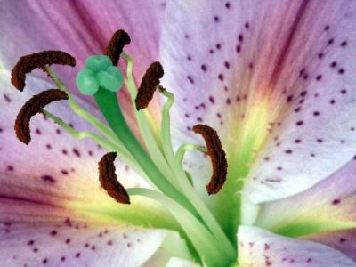 stargazer lily