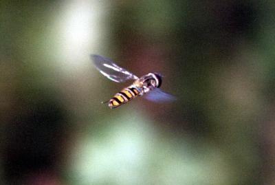 hoverfly