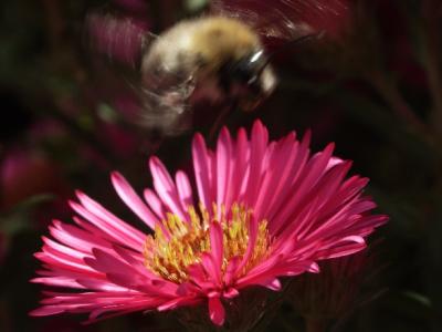 bee hovering above flower