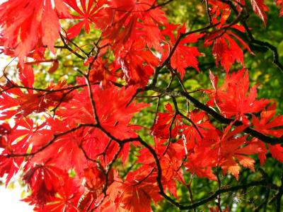 Autumn reds