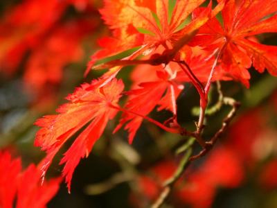 Autumn reds close-up