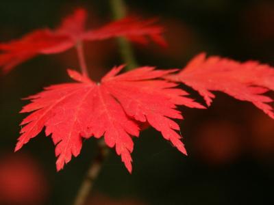 Autumn reds close-up