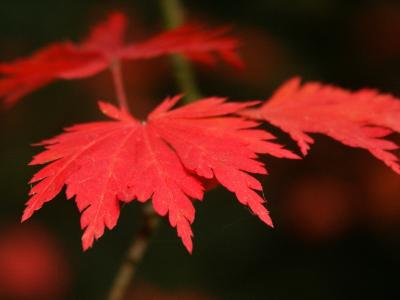 u36/britishbeef/medium/23477020.Autumn12.jpg