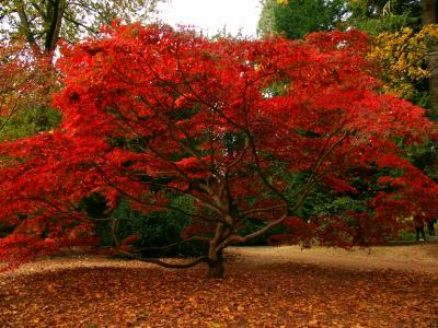 red tree in Autumn