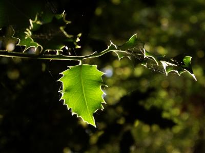 Autumn Holly