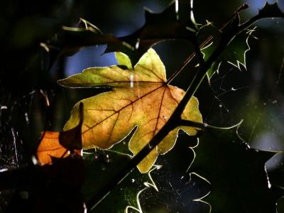 leaf - backlit