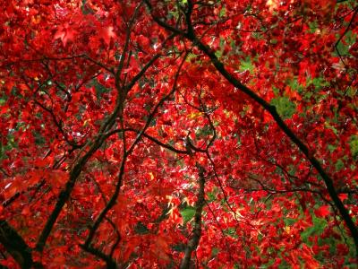 red canopy