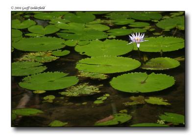 flower in lily pond copy.jpg