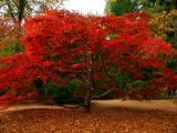 red tree in Autumn