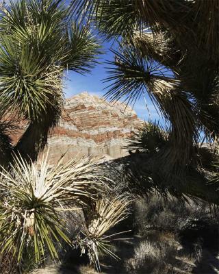 Joshua Tree framing of Red Rock