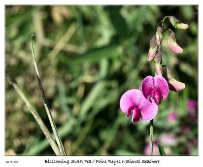 Blossoming Sweet Pea