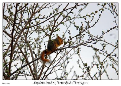 Squirrel having a green breakfast