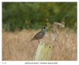 California Quail
