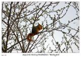 Squirrel having a green breakfast
