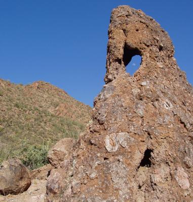 Distinguished from Weavers Needle by gaping hole and short stubby appearance