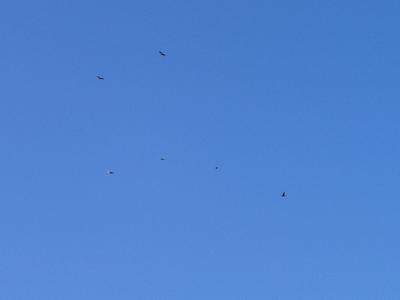 vultures doing six sevenths of the big dipper