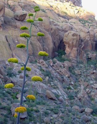 agave closeup
