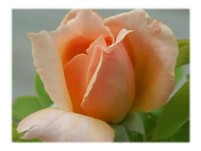 Peach Rosebud