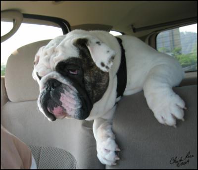 8. Z&Z Back Seat Driver!