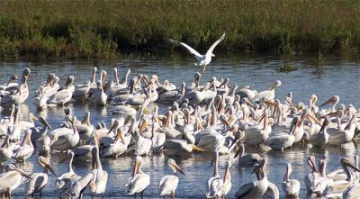 White Pelicans2