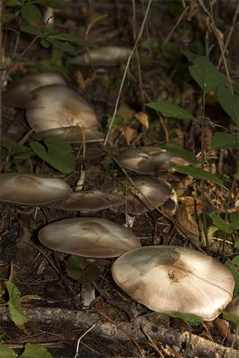 Forest Floor